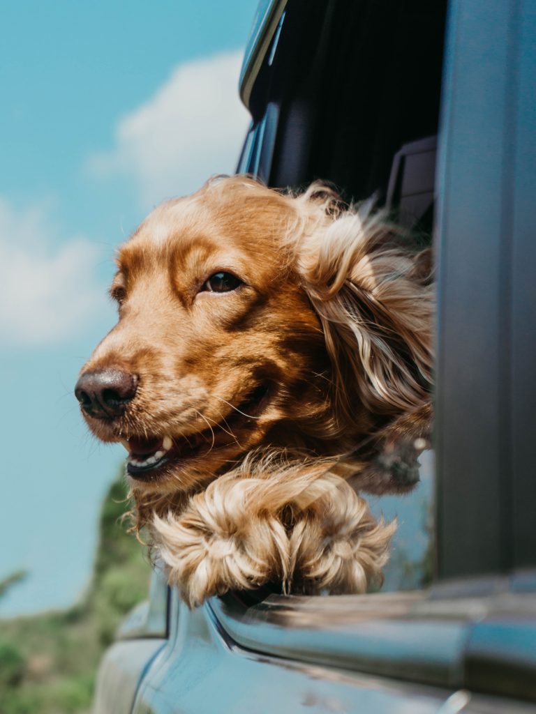 Camper-van Tips For Travelling With Dogs